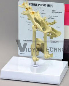 Feline Pelvis Hip Anatomical Model